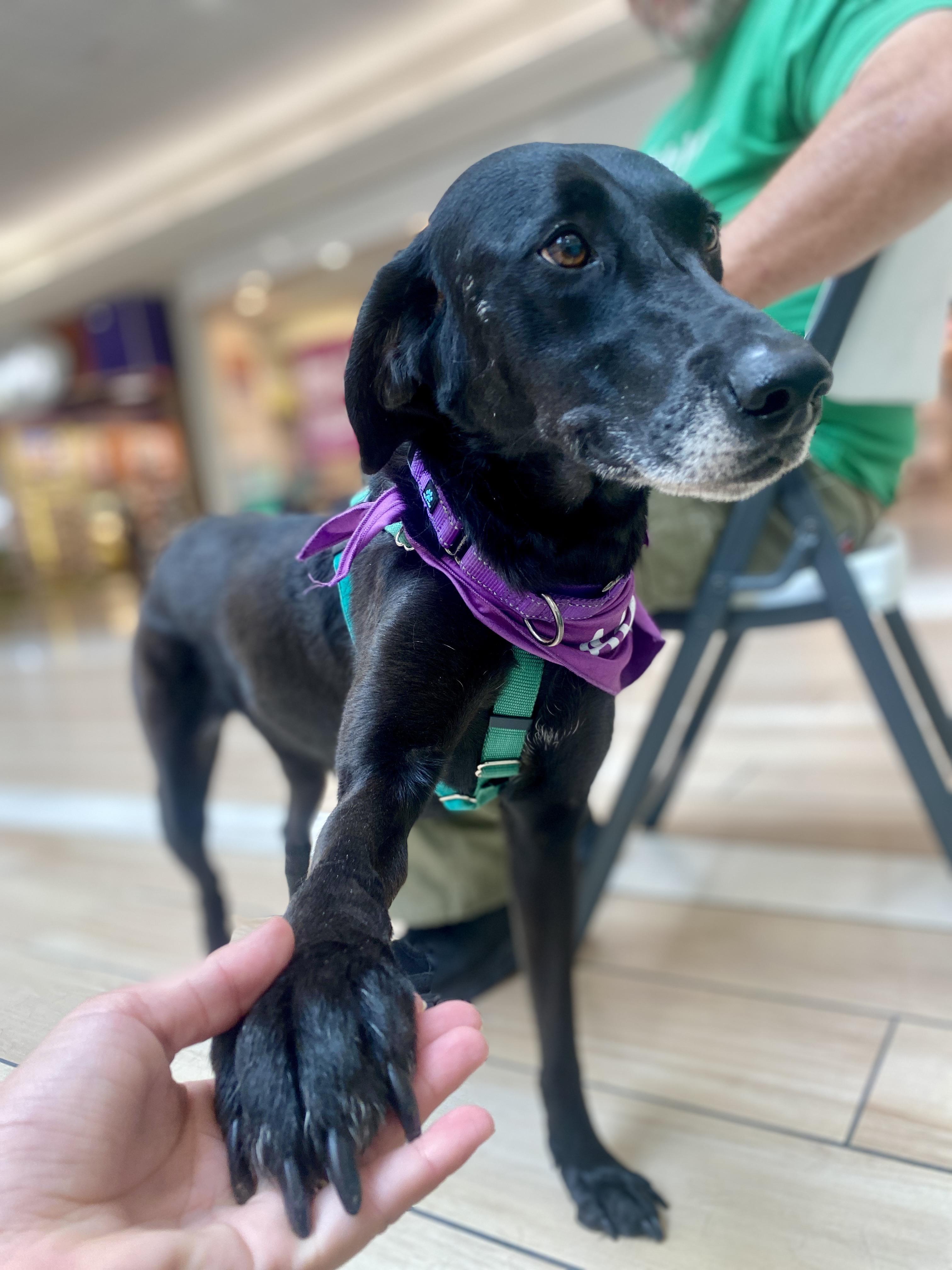 Divina, an adoptable Black Labrador Retriever in Itasca, IL, 60143 | Photo Image 1