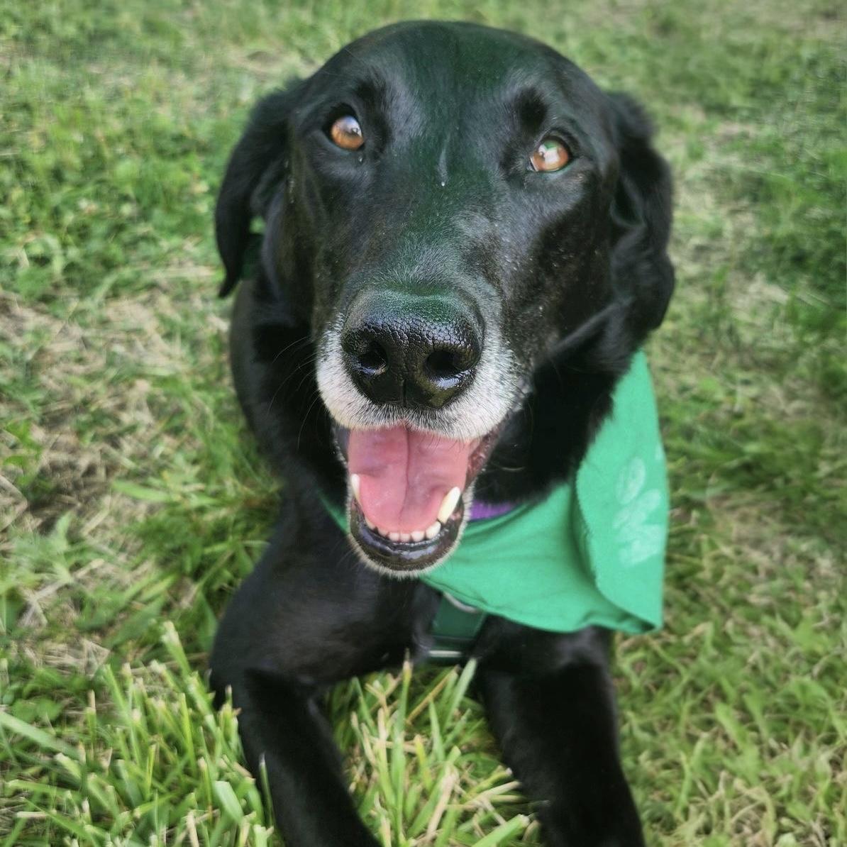 Divina, an adoptable Black Labrador Retriever in Itasca, IL, 60143 | Photo Image 3