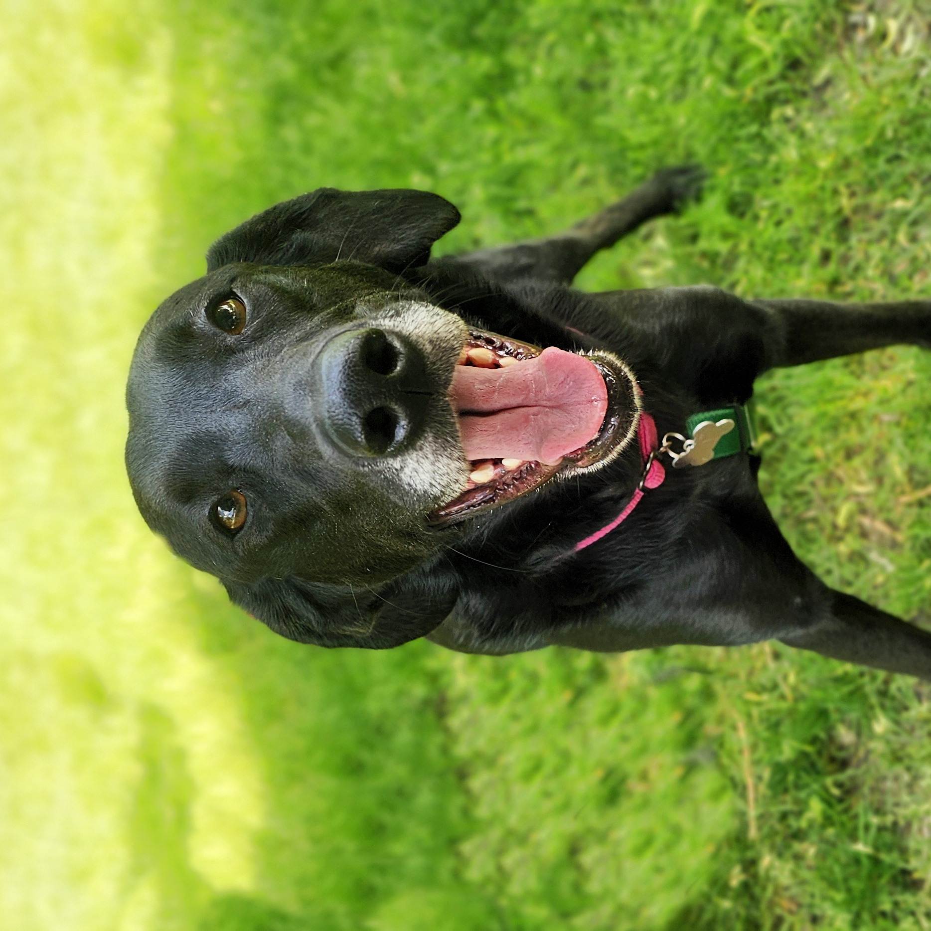 Divina, an adoptable Black Labrador Retriever in Itasca, IL, 60143 | Photo Image 4