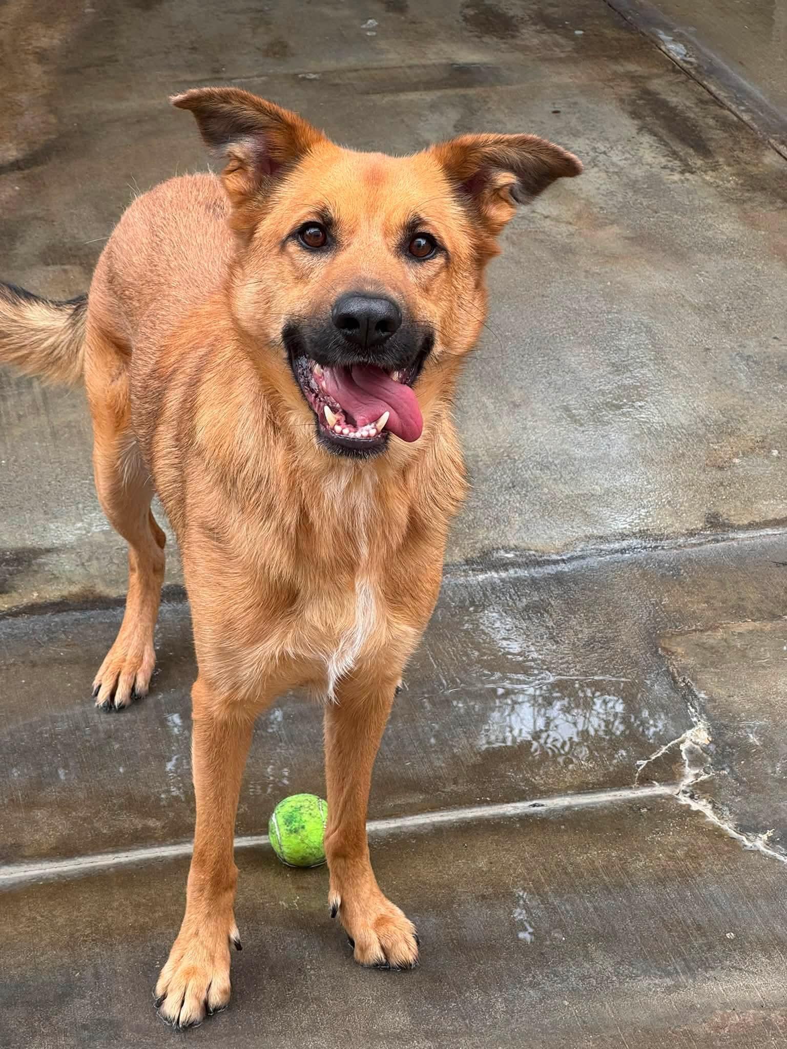 Enlarge Flynn, a Adoptable German Shepherd Dog in Jackson, CA image 3/5