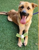 Enlarge Flynn, a Adoptable German Shepherd Dog in Ione, CA image 1/2