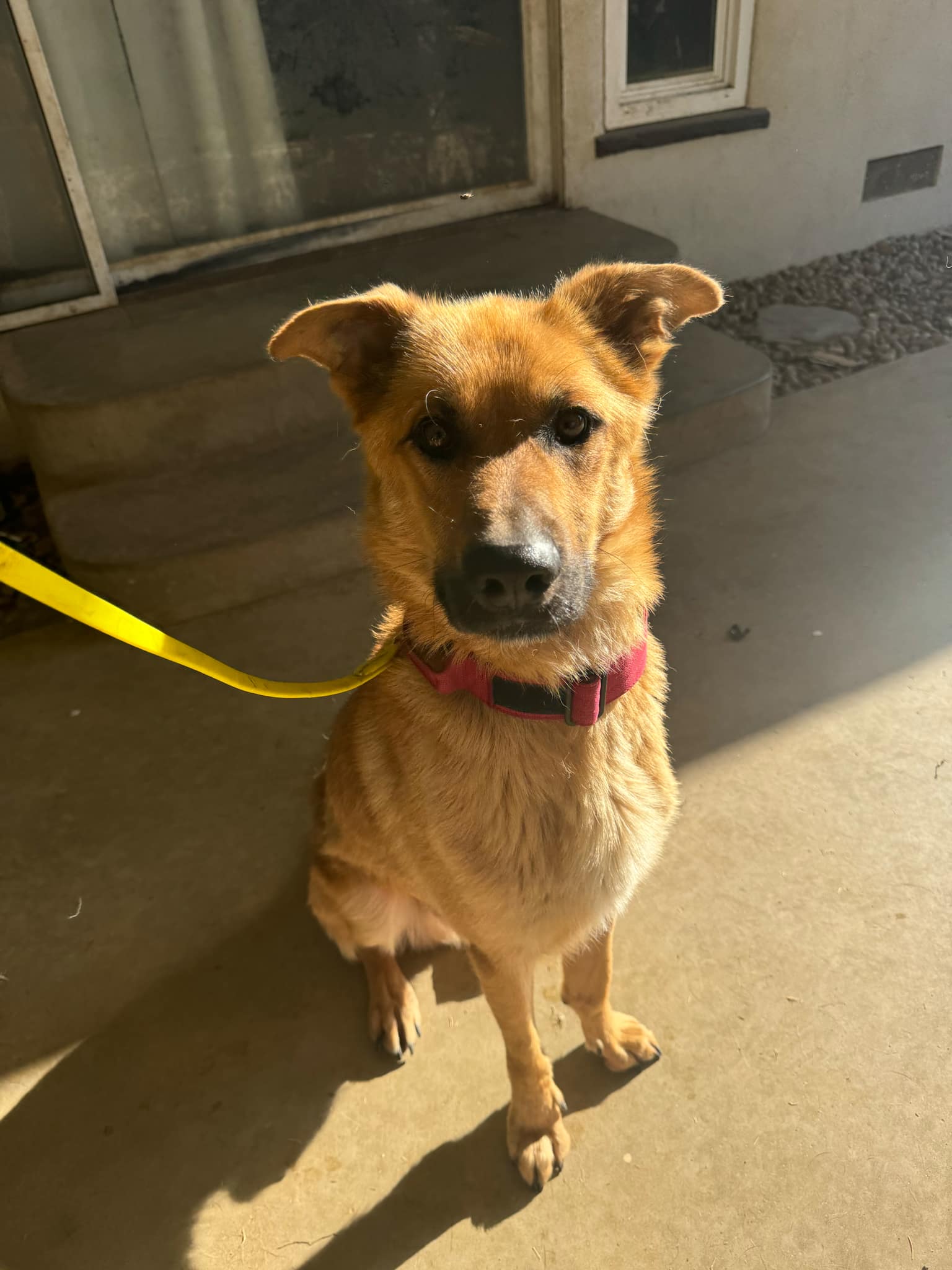 Enlarge Flynn, a Adoptable German Shepherd Dog in Ione, CA image 2/2