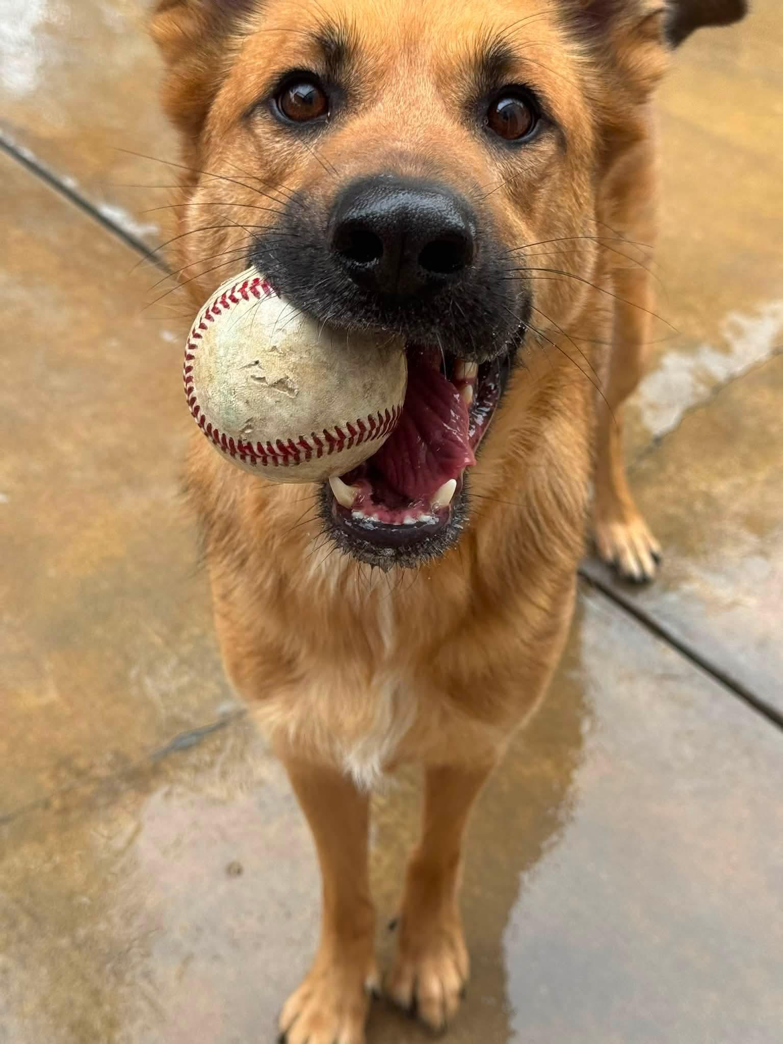 Enlarge Flynn, a Adoptable German Shepherd Dog in Jackson, CA image 2/5