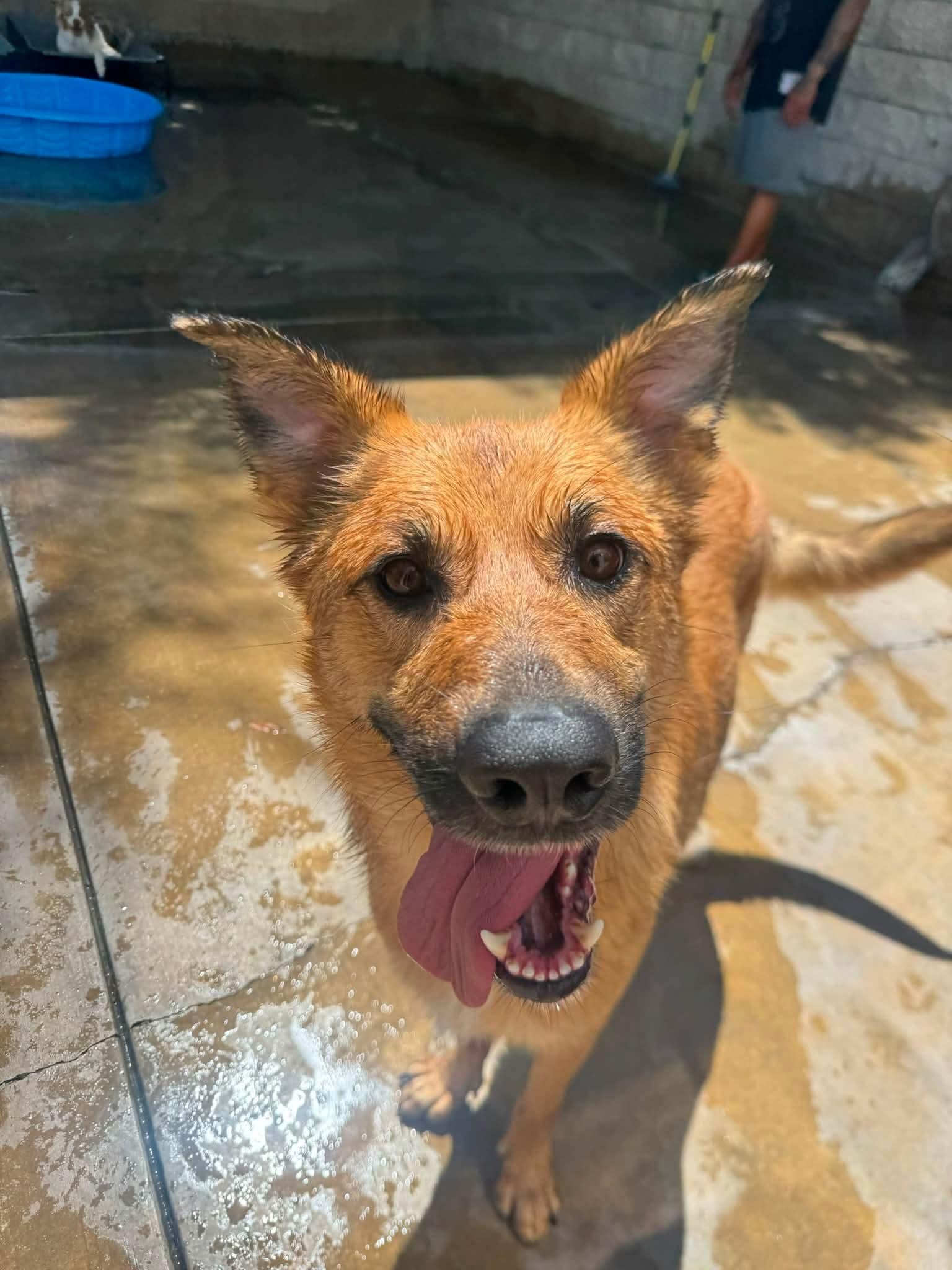 Flynn, Adoptable, Adult Male German Shepherd Dog.