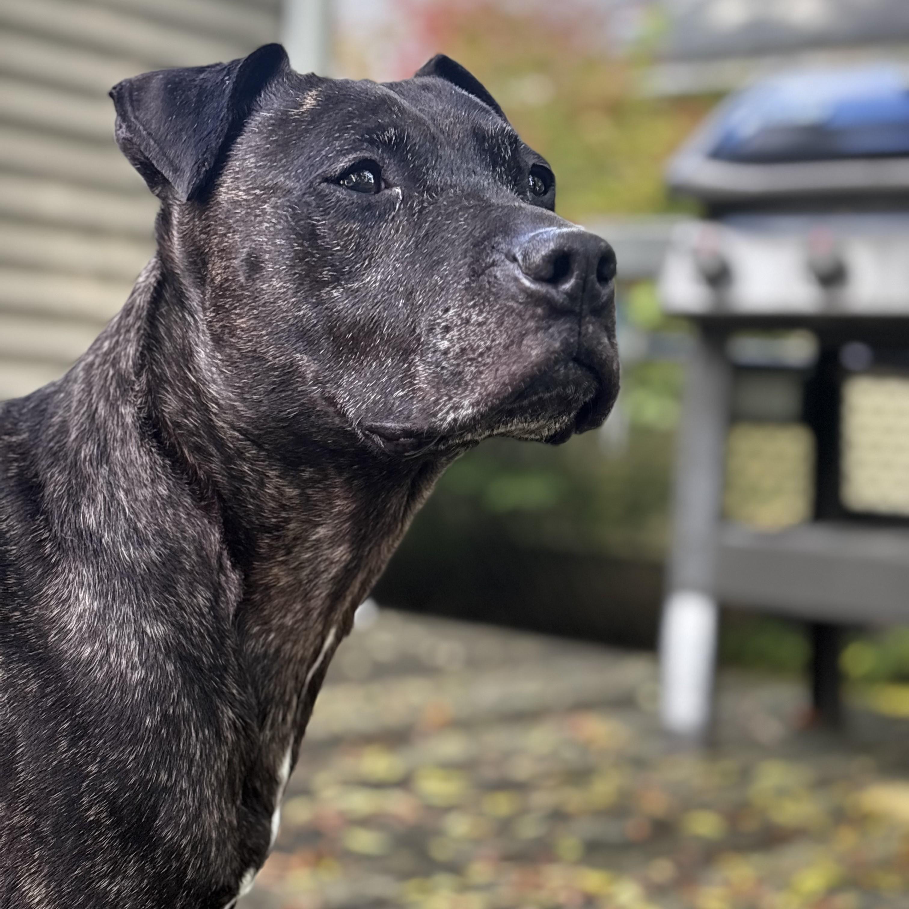 Miss Mia!- Courtesy Listing, ADOPTABLE, Adult Female Mixed Breed.