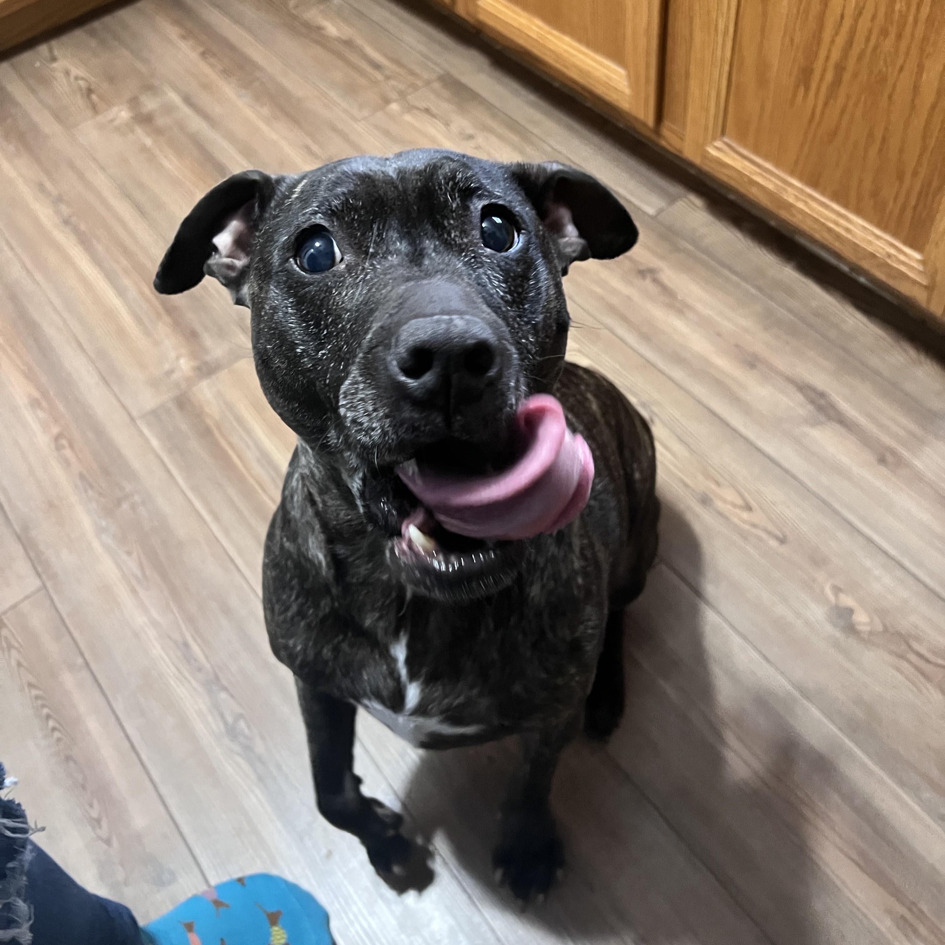 Enlarge Miss Mia!- Courtesy Listing, a ADOPTABLE Mixed Breed in Midland, MI image 2/5