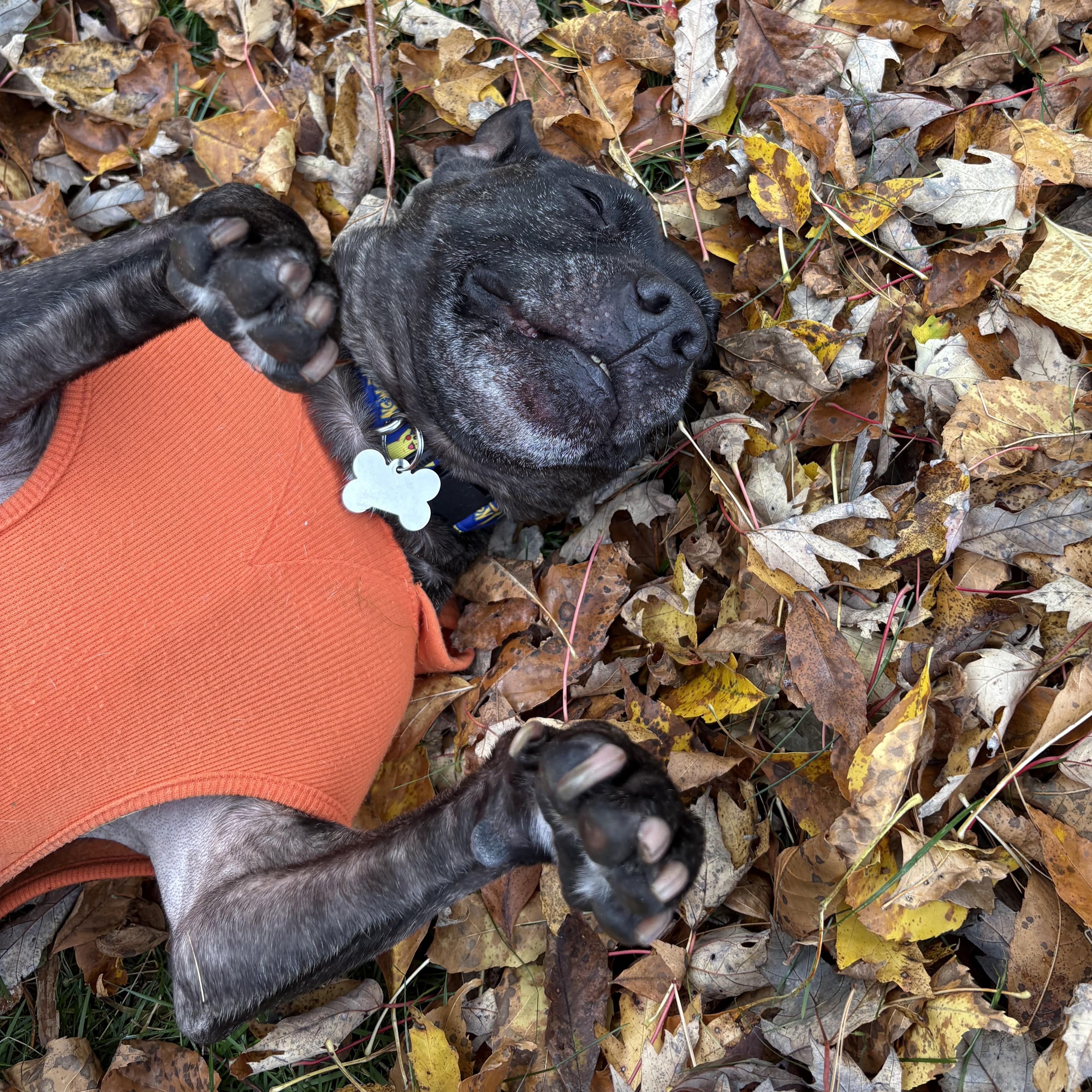 Enlarge Miss Mia!- Courtesy Listing, a ADOPTABLE Mixed Breed in Midland, MI image 3/5