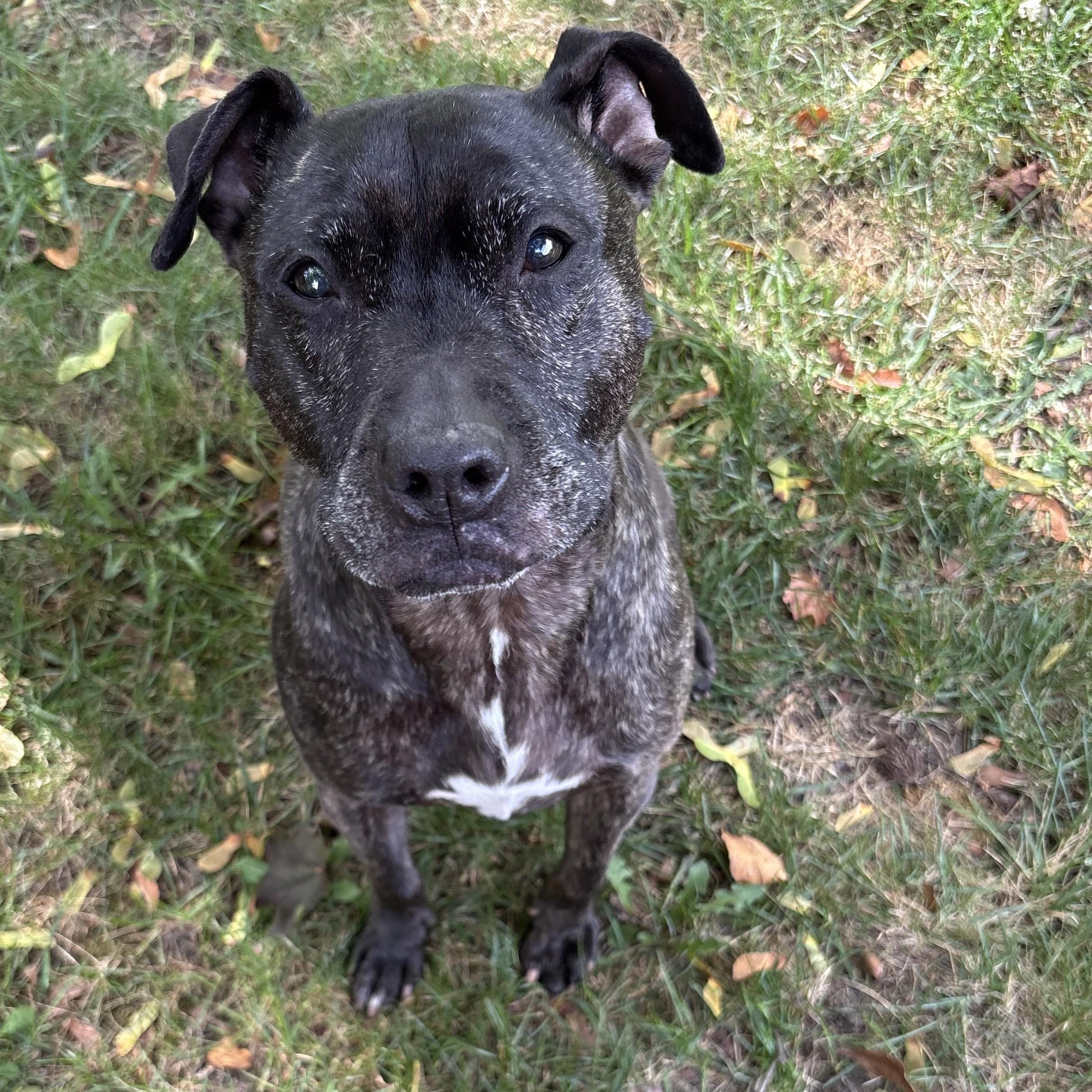 Enlarge Miss Mia!- Courtesy Listing, a ADOPTABLE Mixed Breed in Midland, MI image 4/5