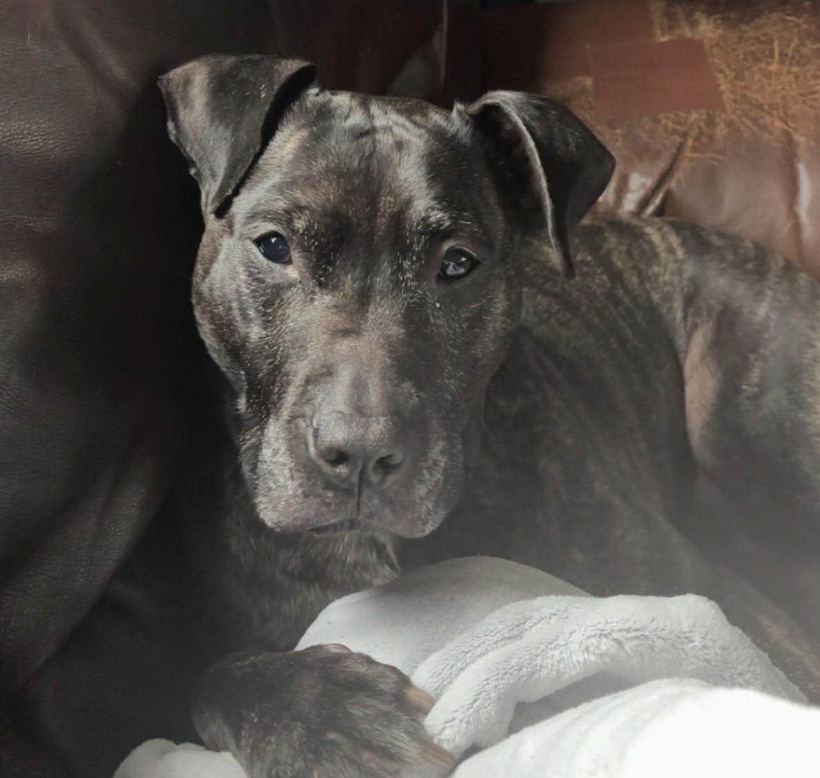 Enlarge Miss Mia!- Courtesy Listing, a ADOPTABLE Mixed Breed in Midland, MI image 5/5