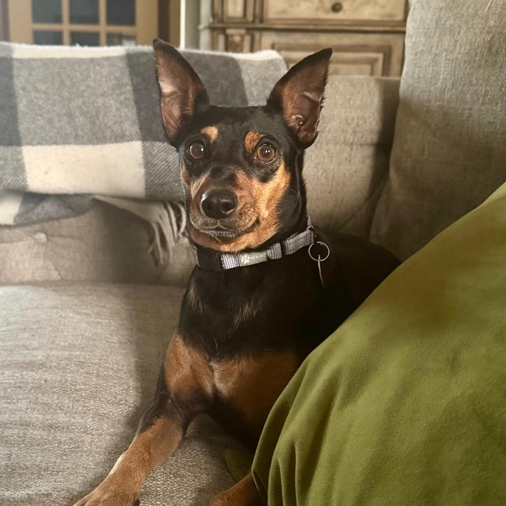 Enlarge JILSON., a Adoptable mixed breed in Atco, NJ image 2/6