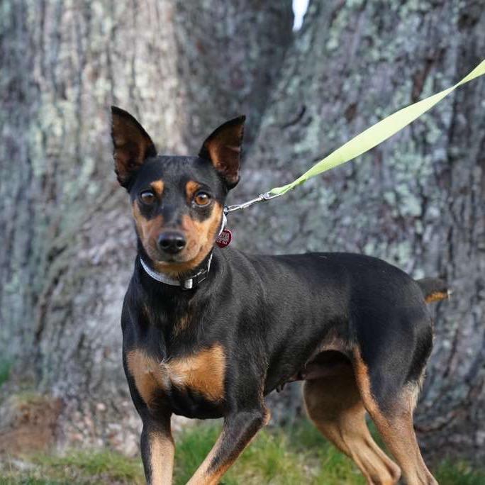 Enlarge JILSON., a Adoptable mixed breed in Atco, NJ image 3/6