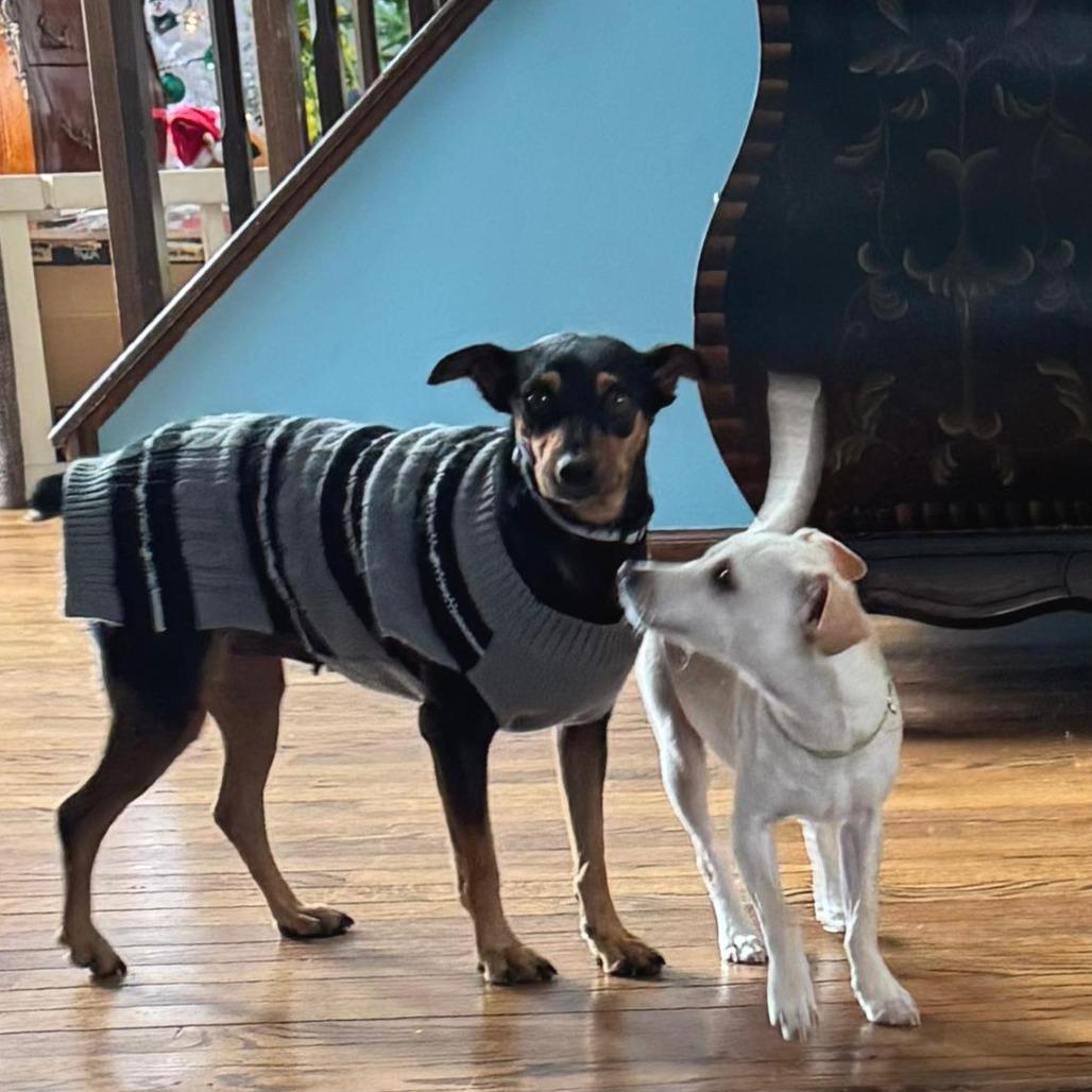 Enlarge JILSON., a Adoptable mixed breed in Atco, NJ image 4/6