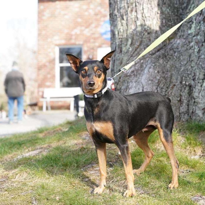 Enlarge JILSON., a Adoptable mixed breed in Atco, NJ image 5/6