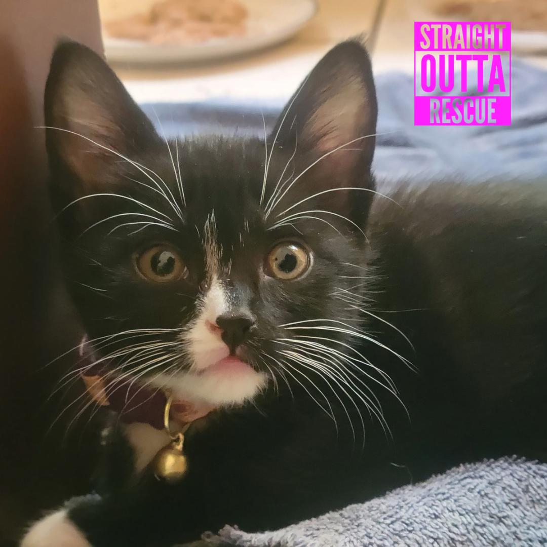 Enola, a ADOPTABLE Domestic Short Hair in Vancouver, BC image 2/2