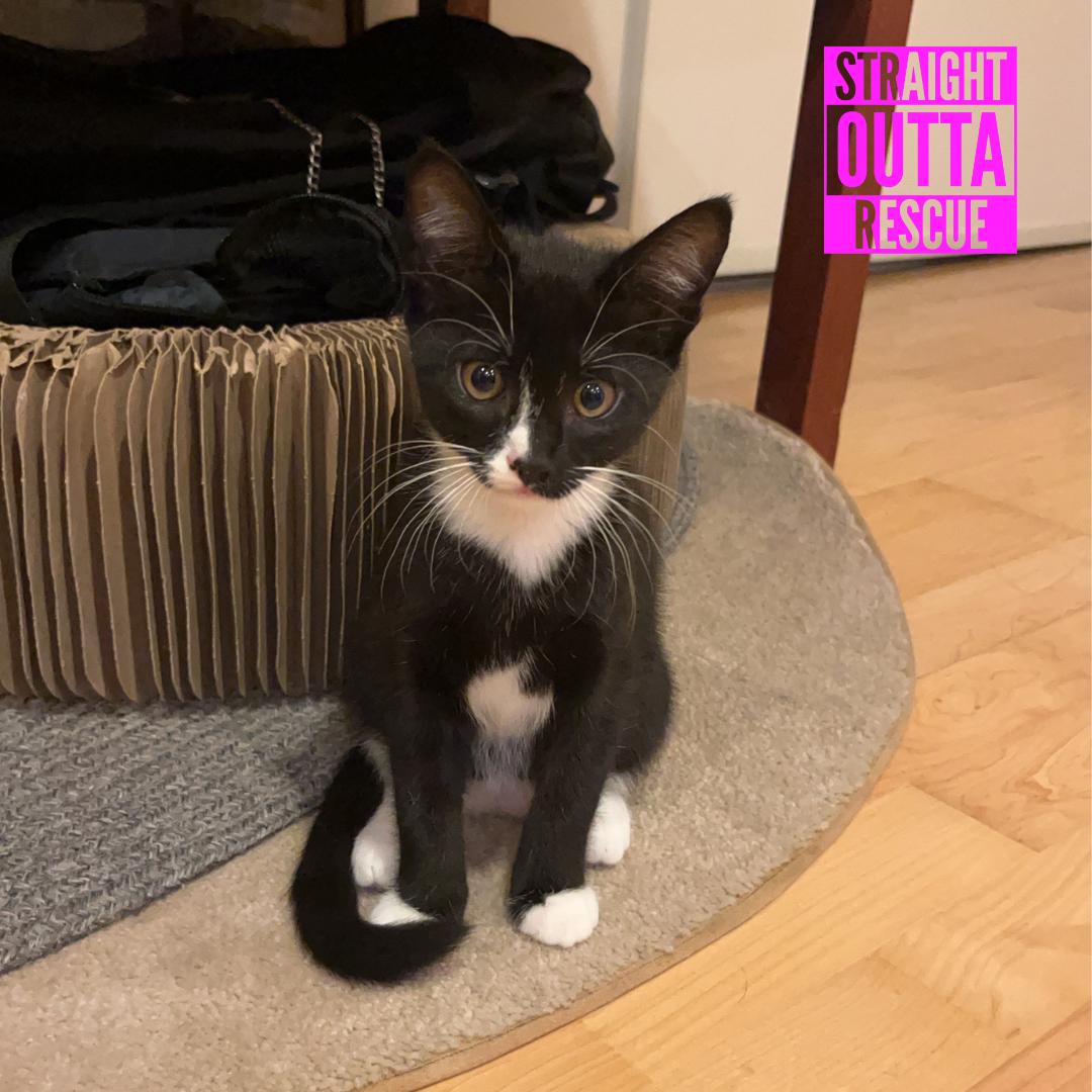 Enola (new bio), ADOPTABLE, Kitten Female Domestic Short Hair.