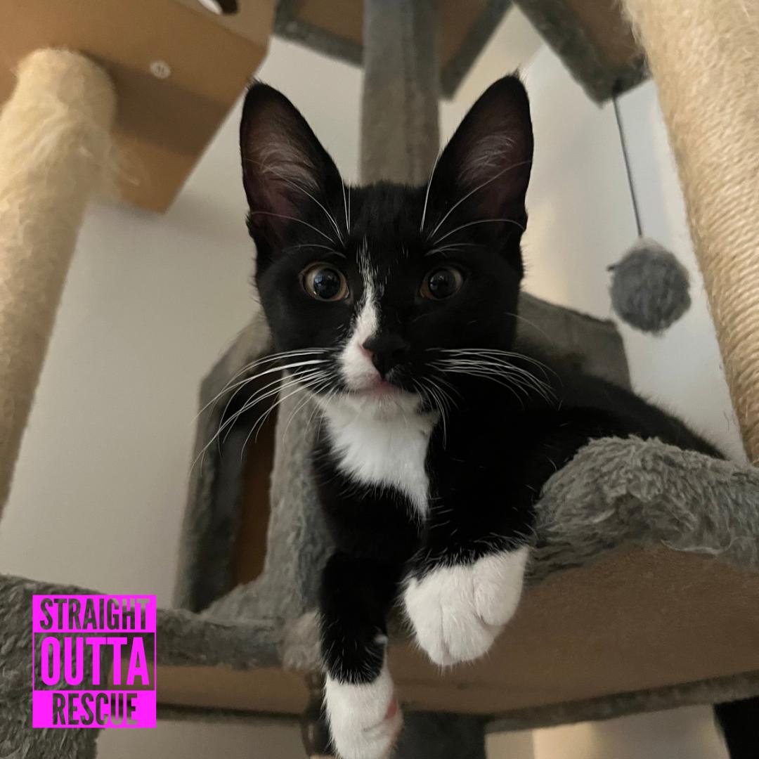 Enola (new bio), ADOPTABLE, Kitten Female Domestic Short Hair.