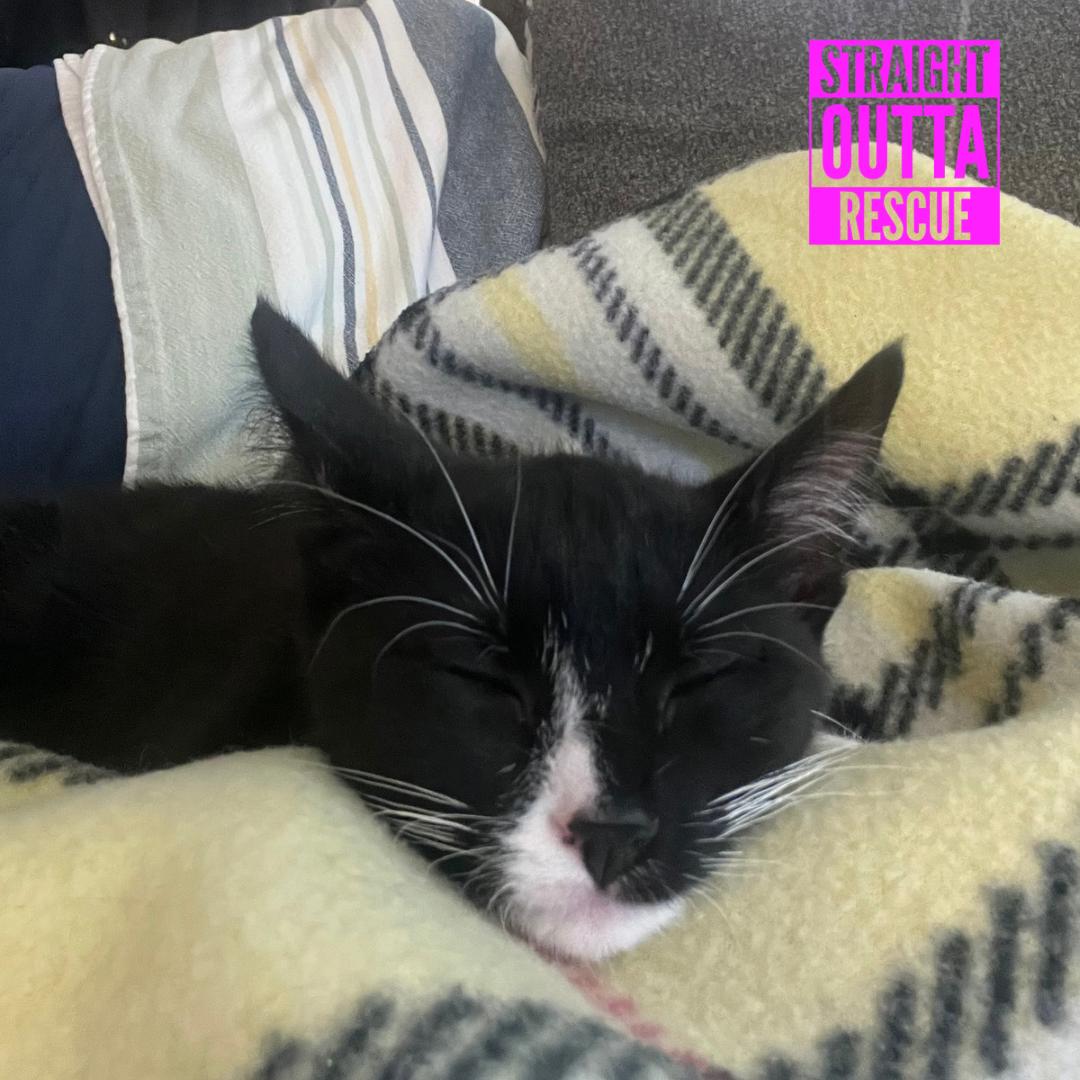 Enola (new bio), a ADOPTABLE Domestic Short Hair in Vancouver, BC image 3/4