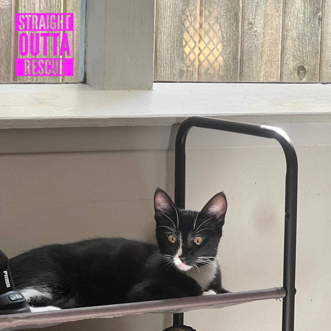 Enlarge Enola (new bio), a ADOPTABLE Domestic Short Hair in Vancouver, BC image 4/6