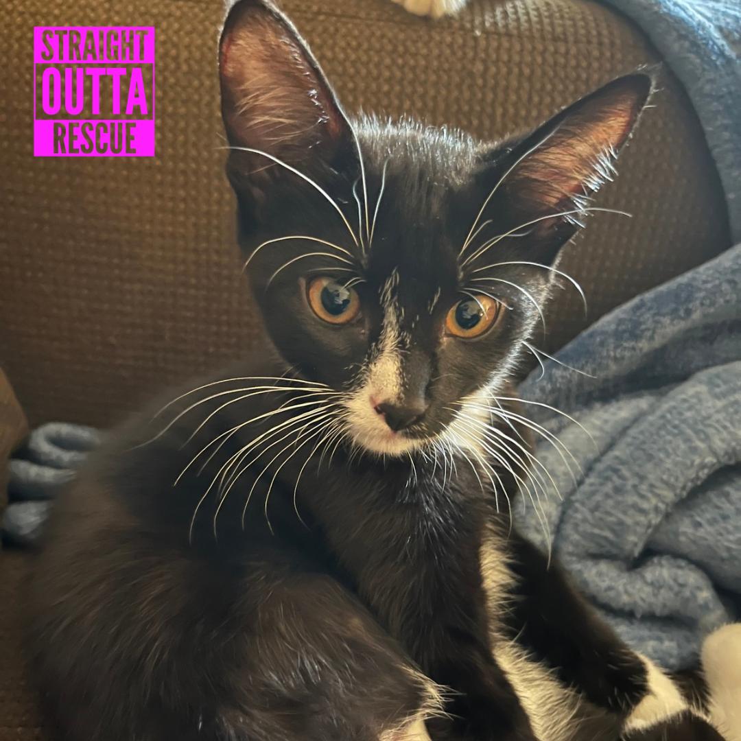 Enola (new bio), a ADOPTABLE Domestic Short Hair in Vancouver, BC image 2/4