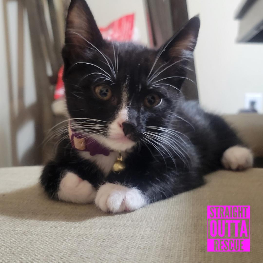 Enola, ADOPTABLE, Kitten Female Domestic Short Hair.