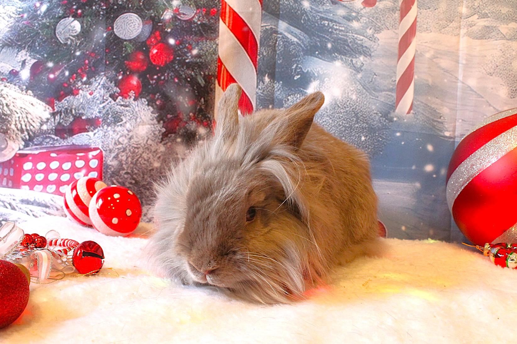 Periwinkle, Adoptable, Adult Female Lionhead.