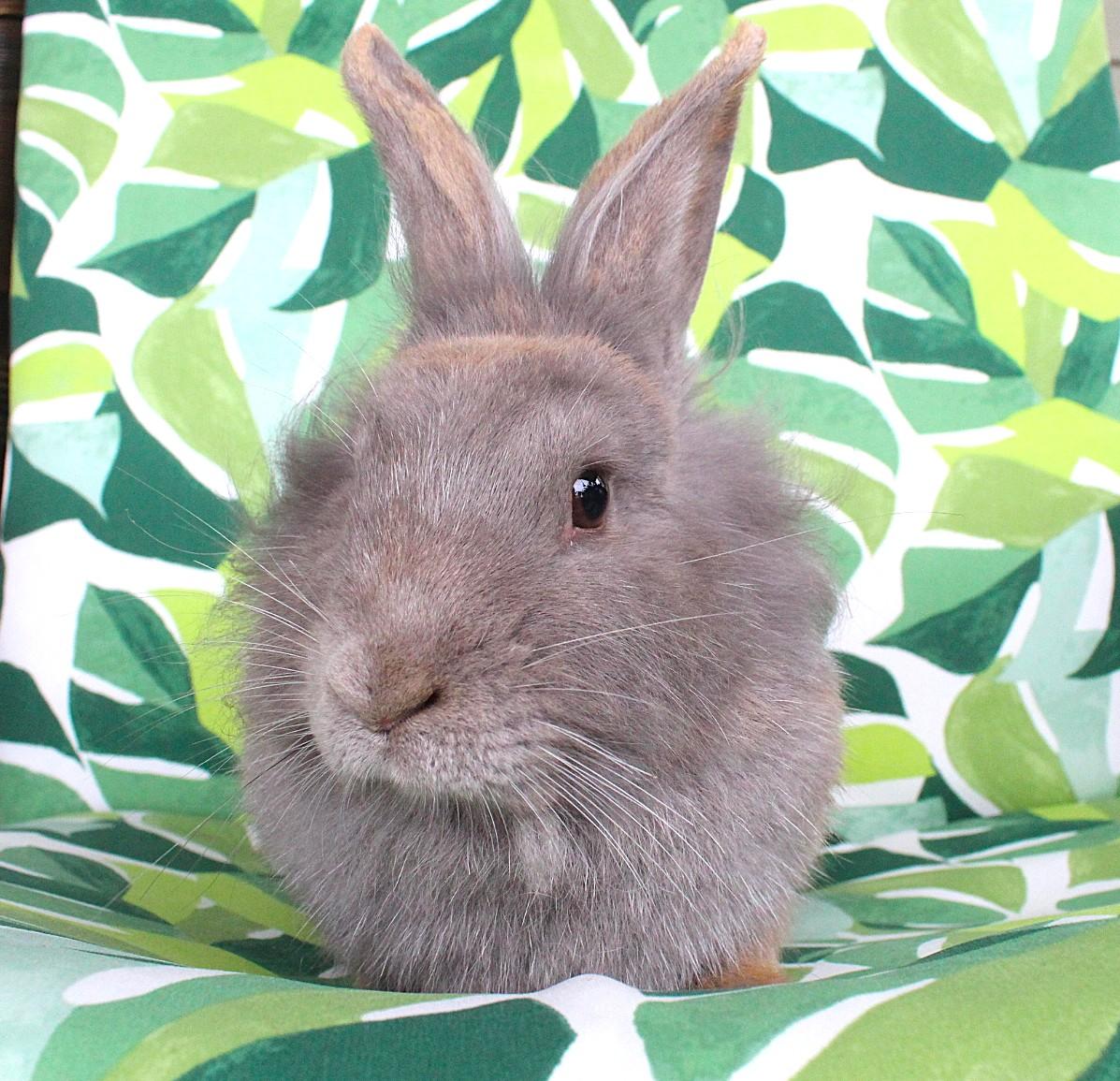 Periwinkle, Adult Female unknown