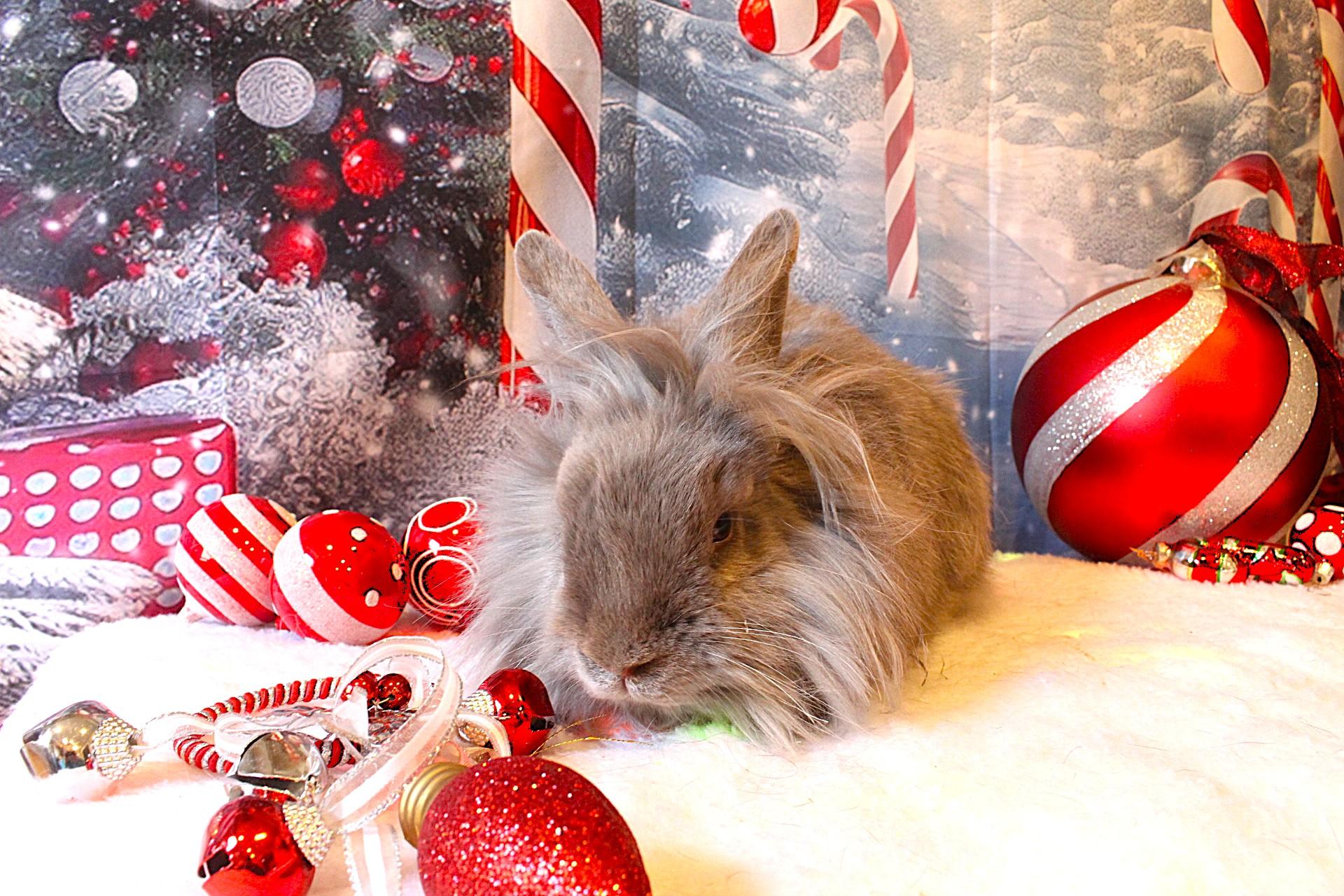 Enlarge Periwinkle, a Adoptable Lionhead in Hillside, NJ image 2/3