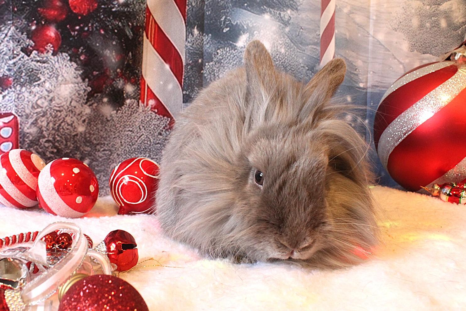 Enlarge Periwinkle, a Adoptable Lionhead in Hillside, NJ image 3/3