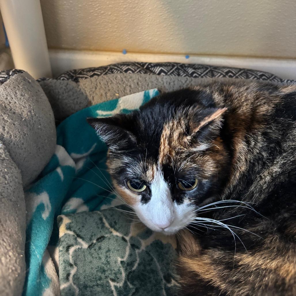 Enlarge Bandit, a Adoptable Domestic Short Hair in Mankato, MN image 1/6