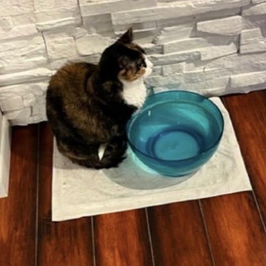 Enlarge Bandit, a Adoptable Domestic Short Hair in Mankato, MN image 2/6