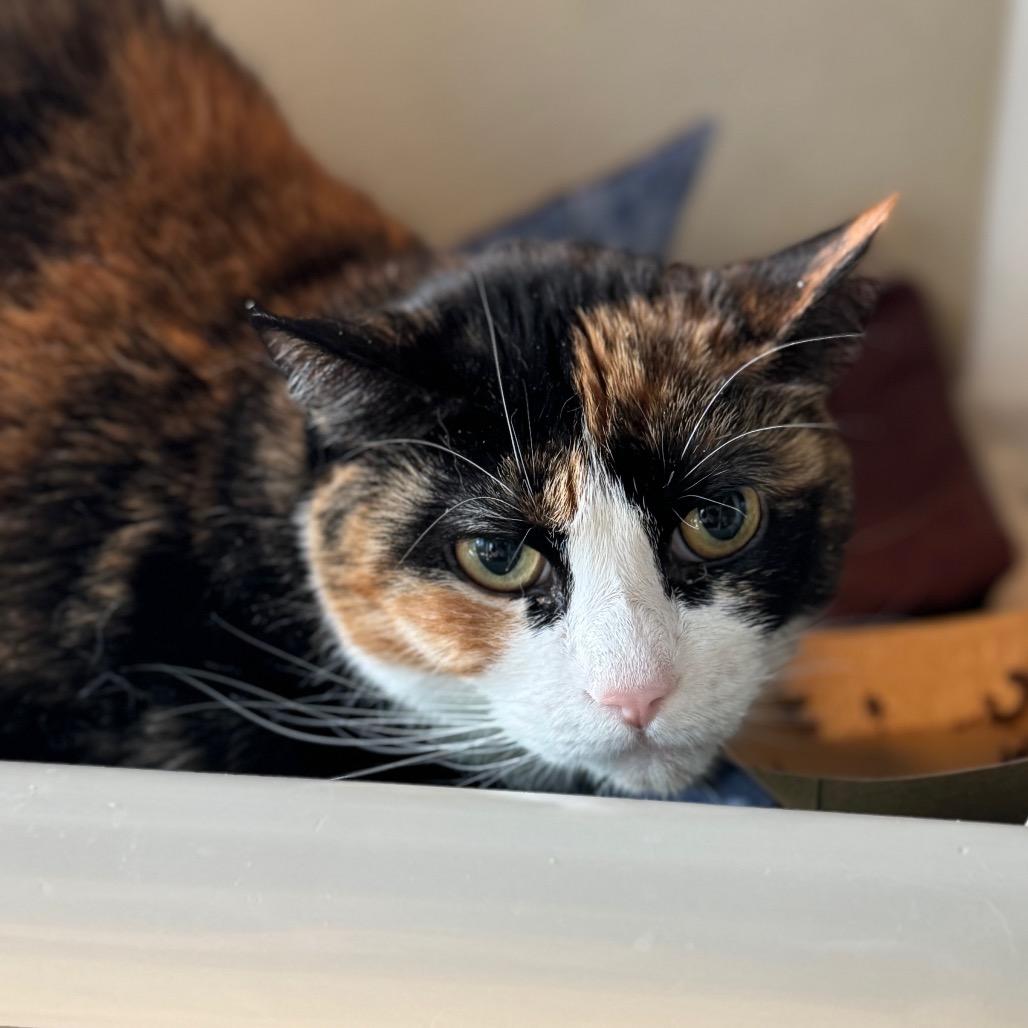 Enlarge Bandit, a Adoptable Domestic Short Hair in Mankato, MN image 3/6