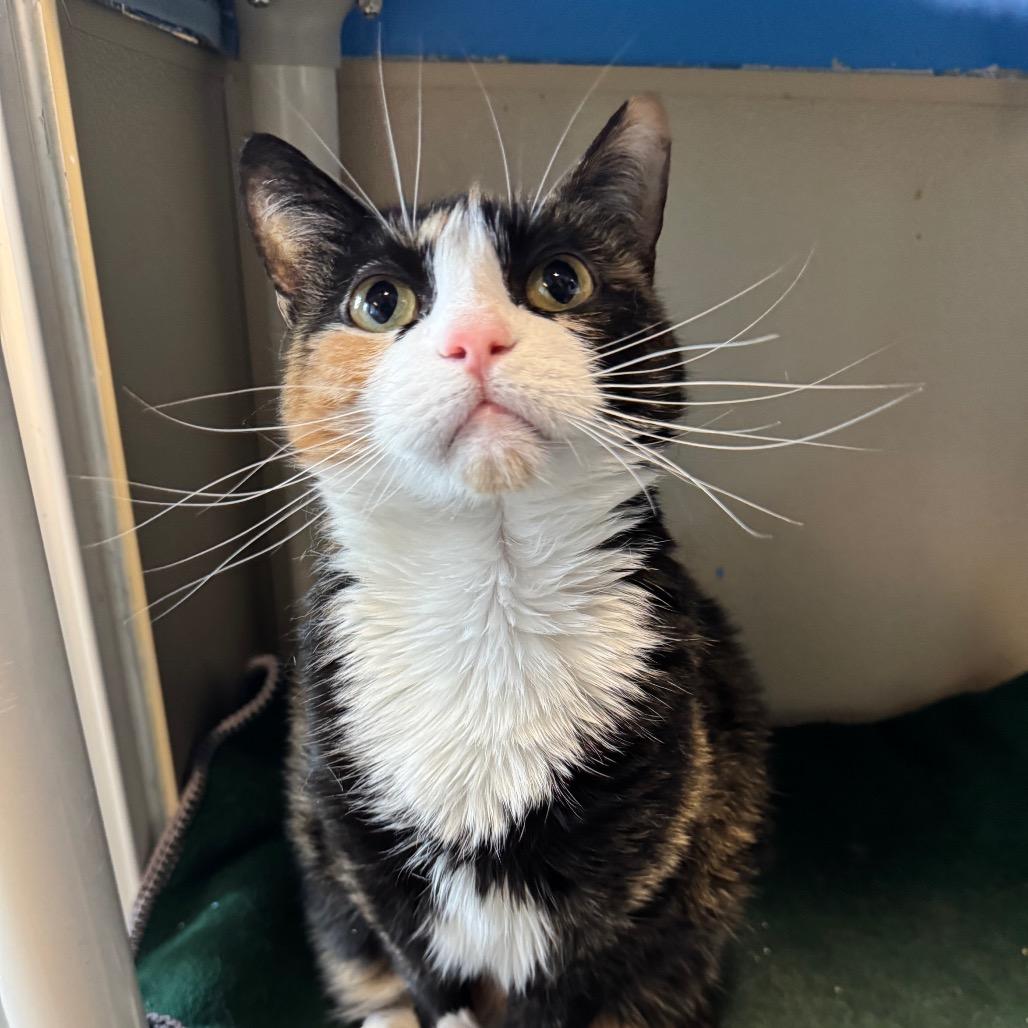 Enlarge Bandit, a Adoptable Domestic Short Hair in Mankato, MN image 4/6