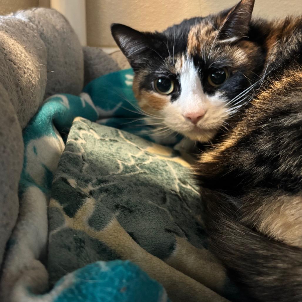 Enlarge Bandit, a Adoptable Domestic Short Hair in Mankato, MN image 4/6