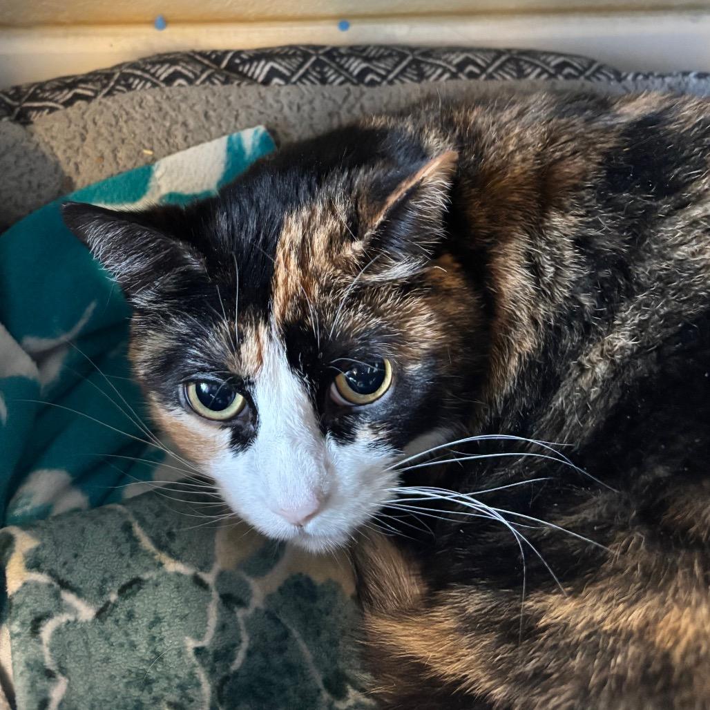 Enlarge Bandit, a Adoptable Domestic Short Hair in Mankato, MN image 5/6