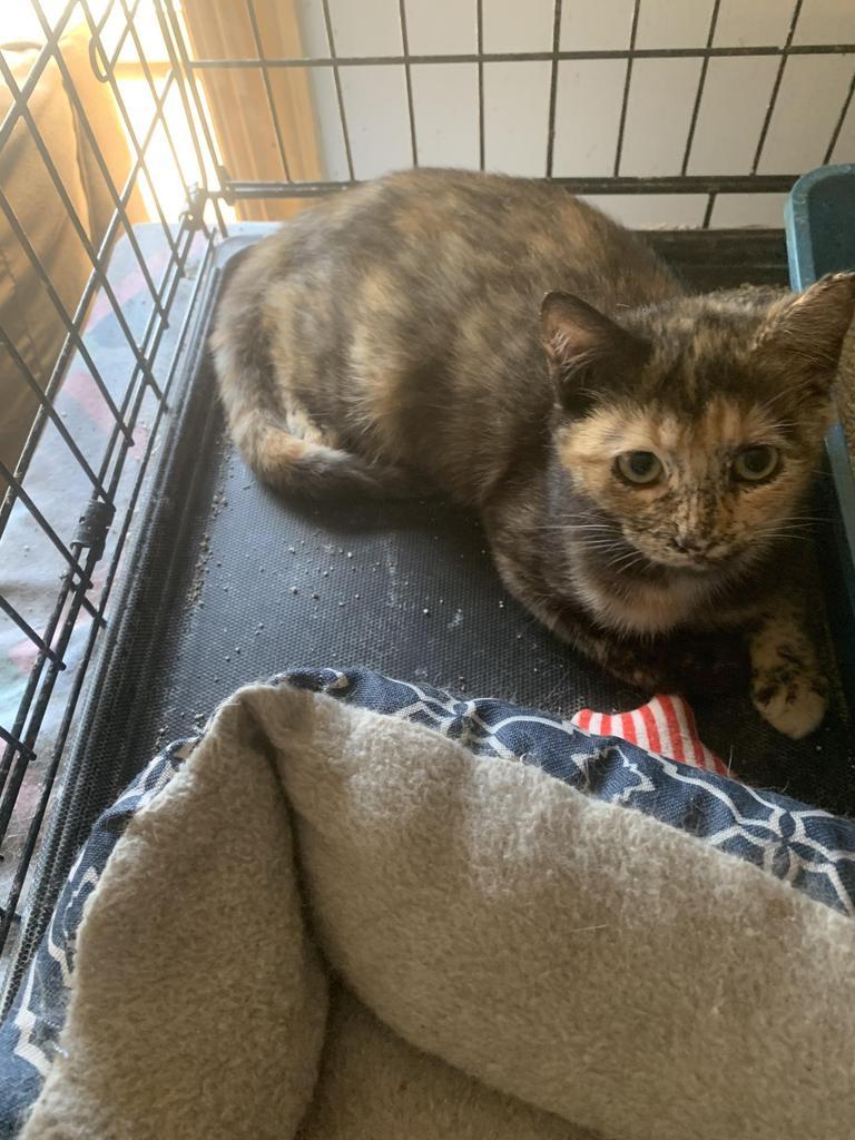 Pizza, Adoptable, Adult Female Domestic Short Hair.