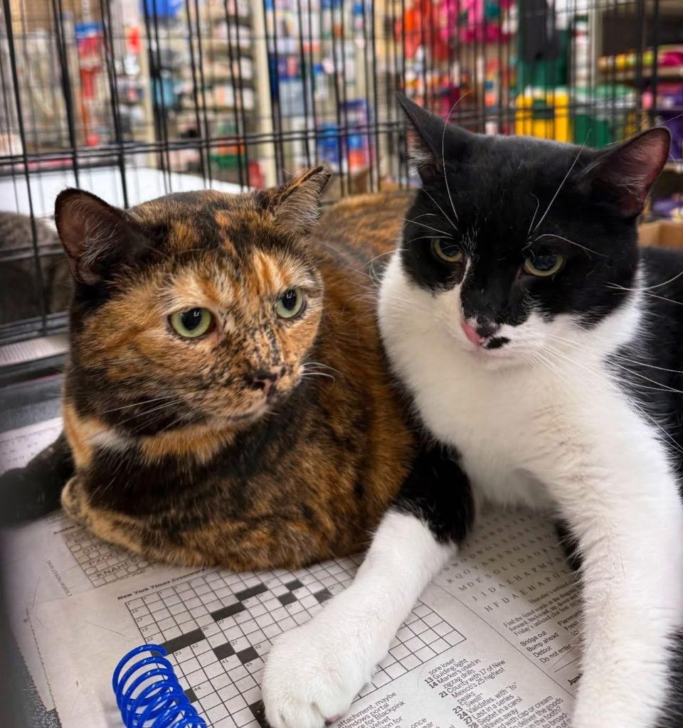 Enlarge Pizza, a Adoptable mixed breed in Camp Hill, PA image 2/2