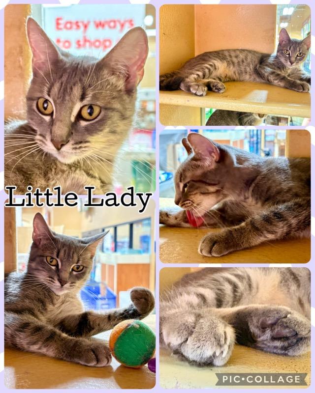 LITTLE LADY, Adoptable, Young Female Tabby.