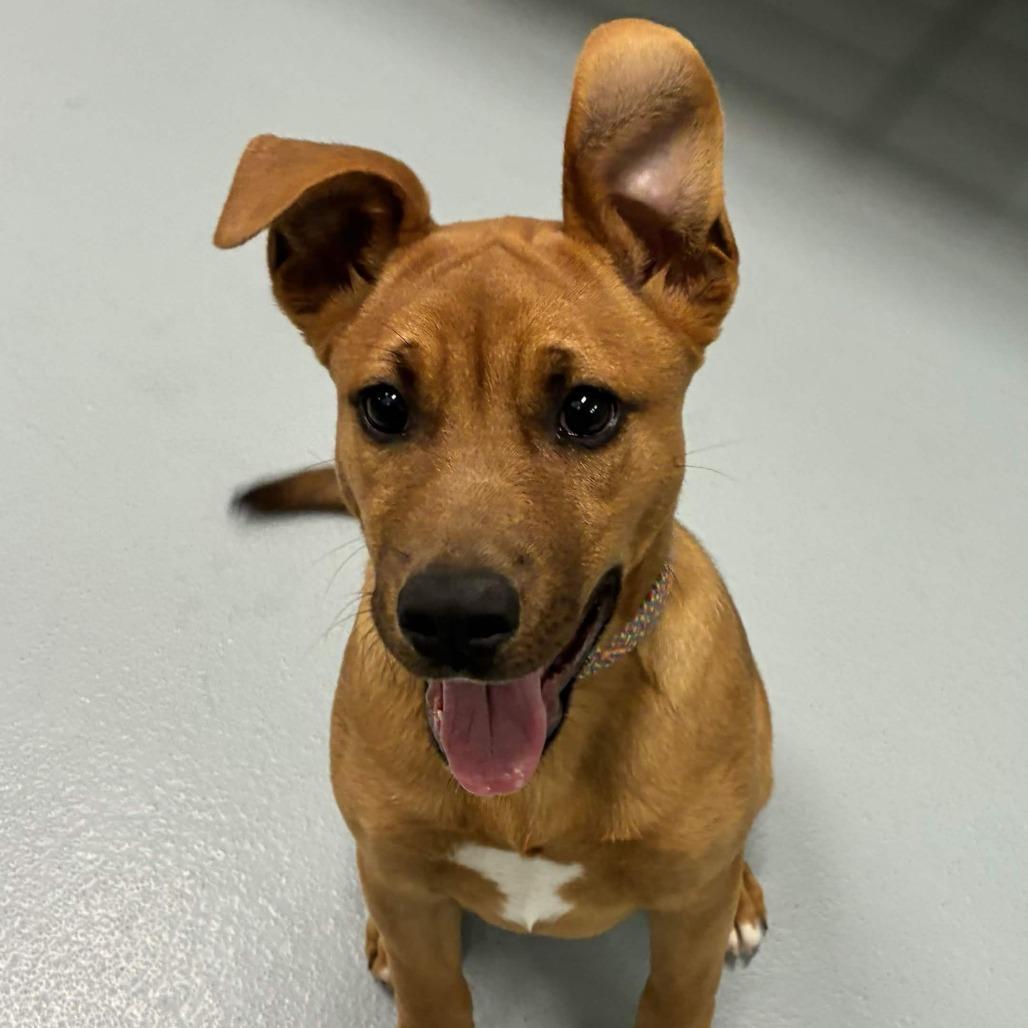 Miss Spink, Adoptable, Puppy Female Black Labrador Retriever & Boxer.