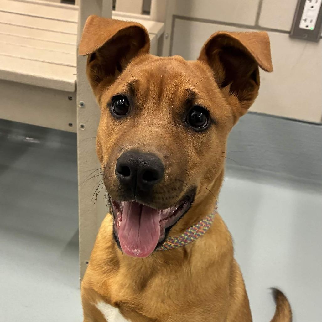Enlarge Miss Spink, a Adoptable mixed breed in Beaumont, TX image 2/2