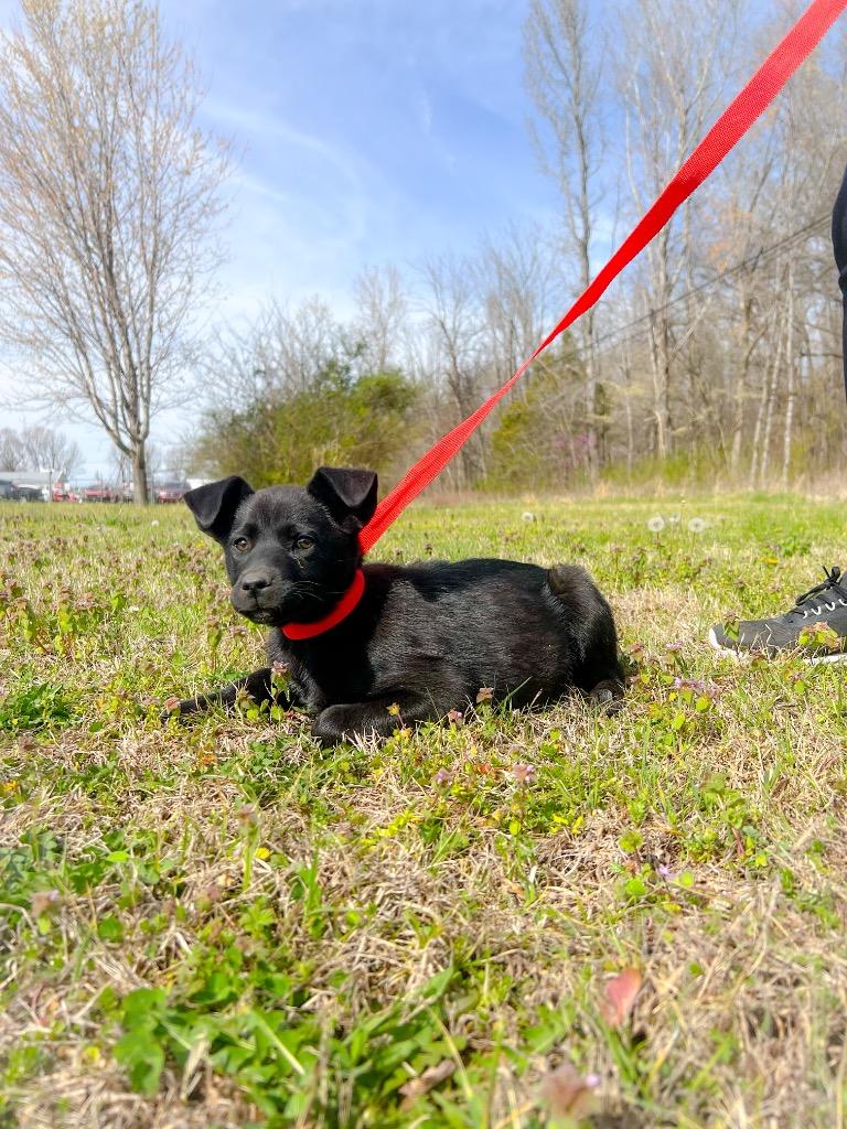 Enlarge Summer, a Adoptable mixed breed in Murray, KY image 1/2