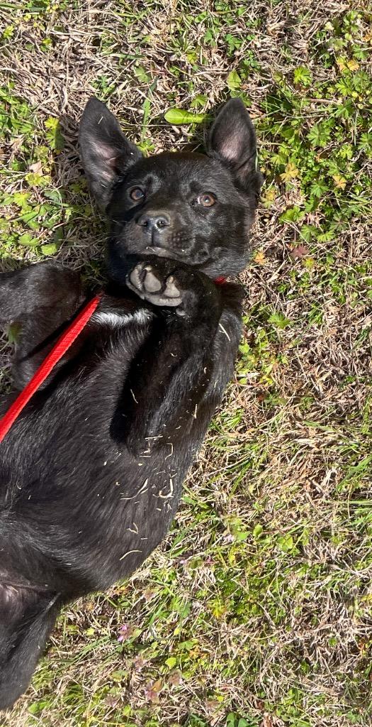 Enlarge Summer, a Adoptable mixed breed in Murray, KY image 2/2