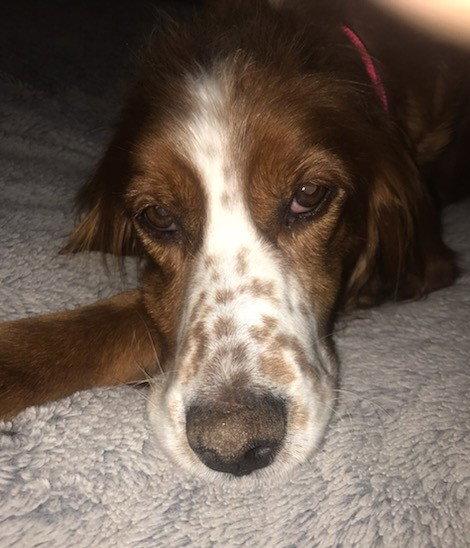Enlarge Tessa formerly Nessa, a Adopted mixed breed in London, ON image 3/3