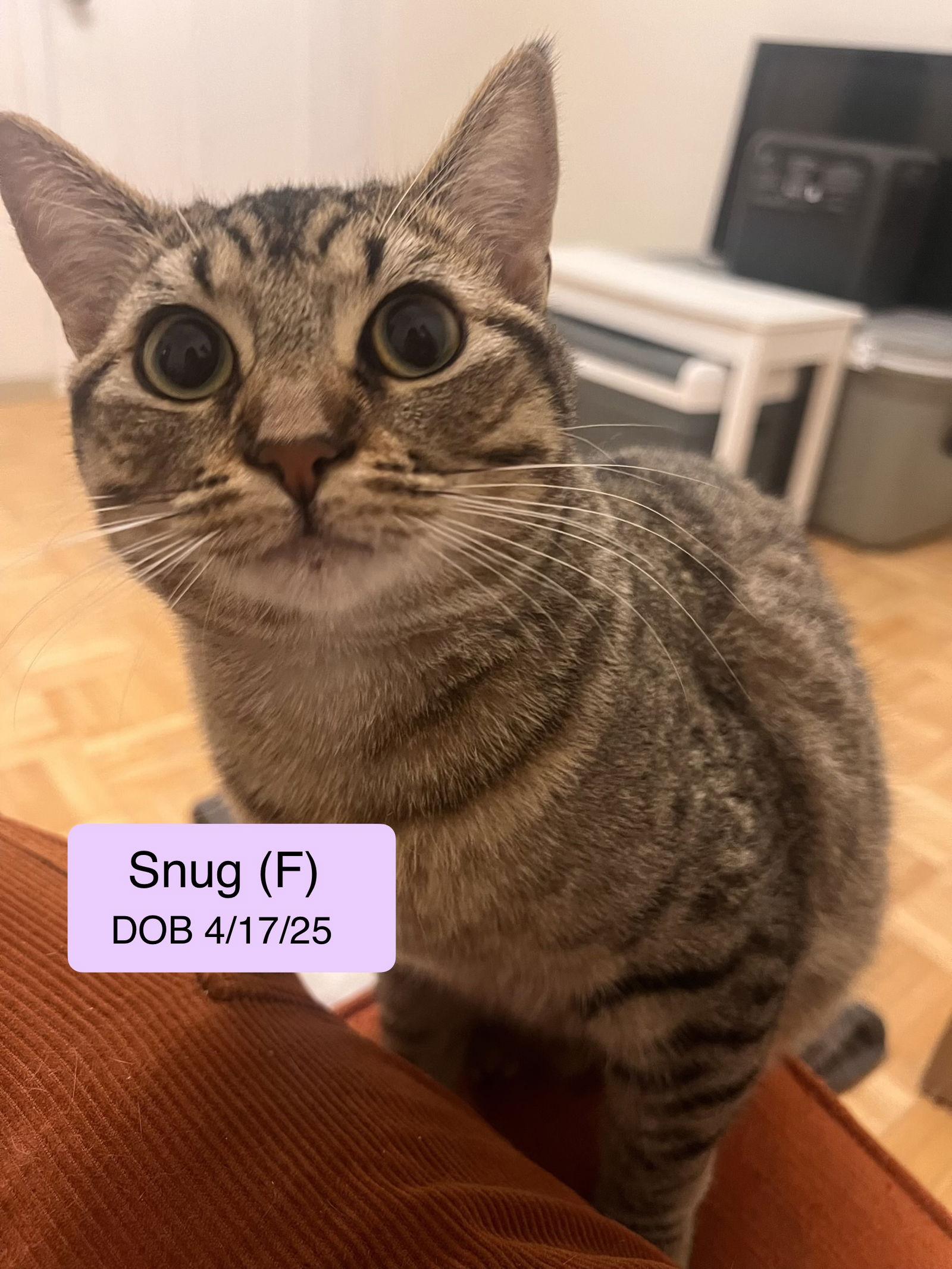 Snug, Adoptable, Kitten Female Domestic Short Hair & Tabby.