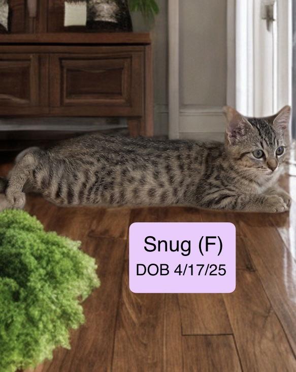 Snug, a Adoptable mixed breed in Vacaville, CA image 2/2