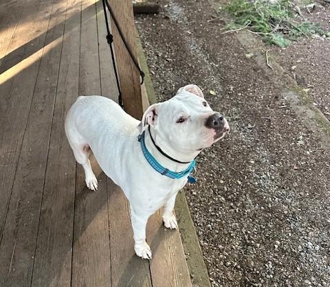Enlarge Vail , a ADOPTABLE Pit Bull Terrier in Bainbridge Island, WA image 2/6