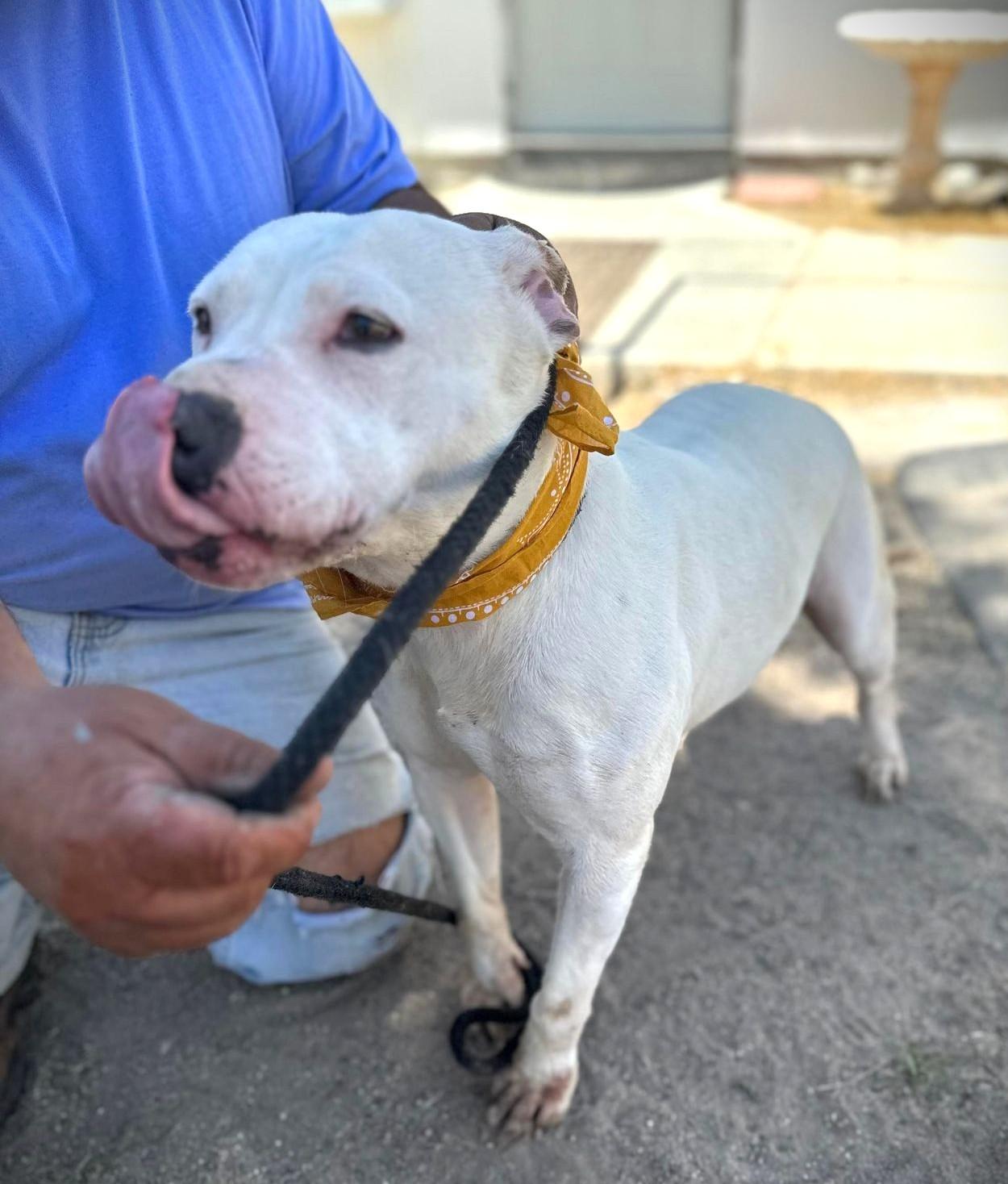 Enlarge Vail , a ADOPTABLE Pit Bull Terrier in Bainbridge Island, WA image 5/6