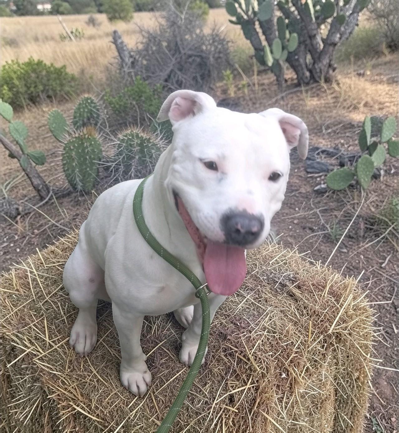 Vail , ADOPTABLE, Adult Female Pit Bull Terrier.