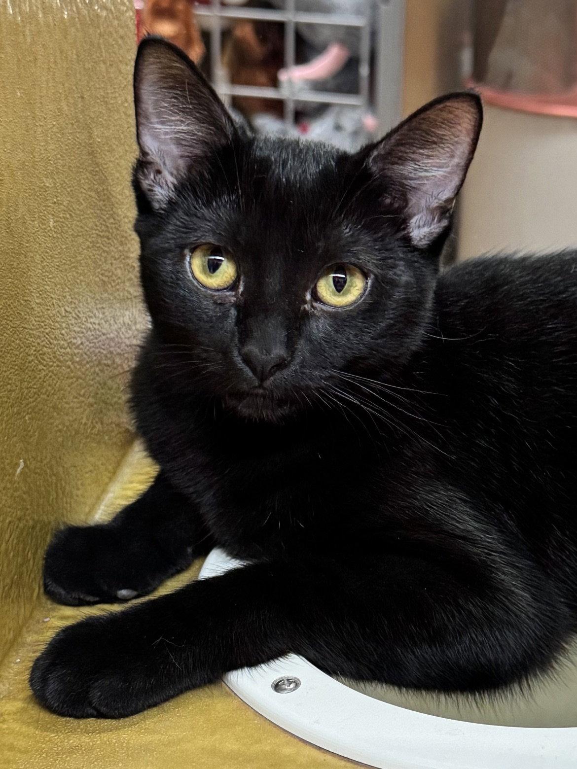 Wynonna, Adoptable, Young Female Domestic Short Hair.