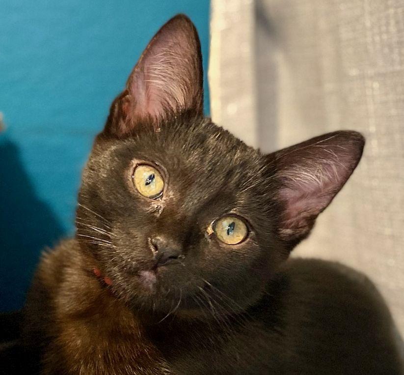 Wynonna, Adoptable, Kitten Female Domestic Short Hair.