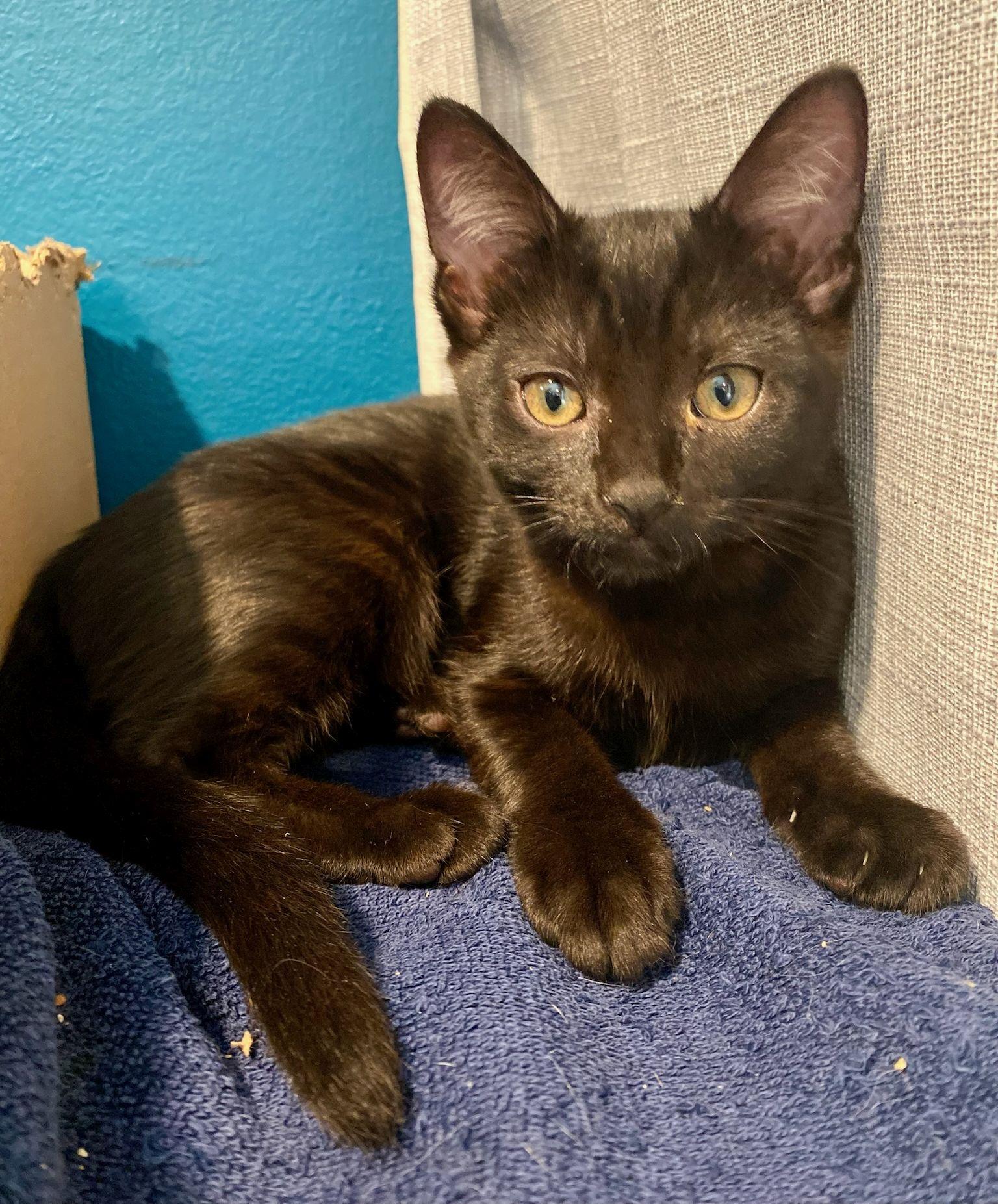 Wynonna, a Adoptable Domestic Short Hair in Seal Beach, CA image 2/3
